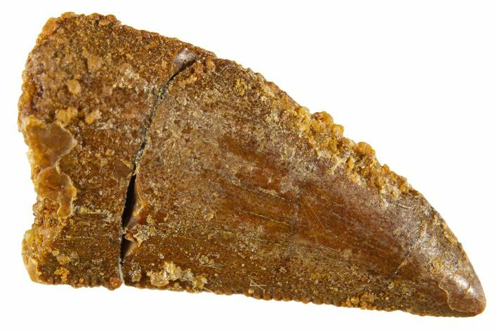 Serrated Raptor Tooth - Real Dinosaur Tooth #332701